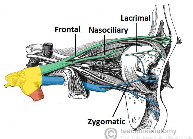 Fig 1.2 - Nervous supply to the orbit from the opthalmic and maxillary nerves (other nerves. eg. orbital not labelled)